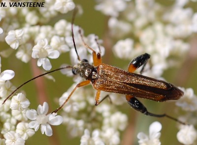 Oedemera podagrariae