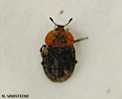 Oiceoptoma thoracicum