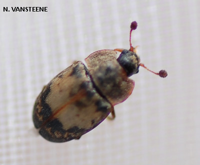 Omosita discoidea