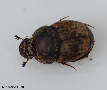 Onthophagus sp