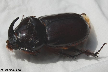 Oryctes nasicornis