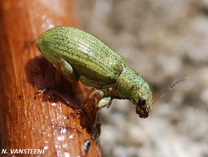 Pachyrhinus lethierryi