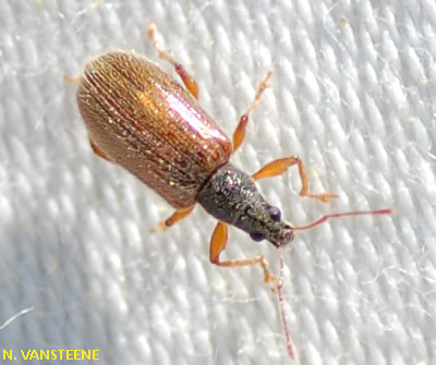 Phyllobius oblongus