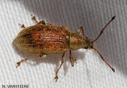 Phyllobius pyri