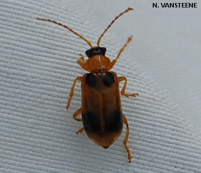 Phyllobrotica quadrimaculata