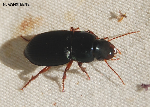 Pseudoophonus rufipes