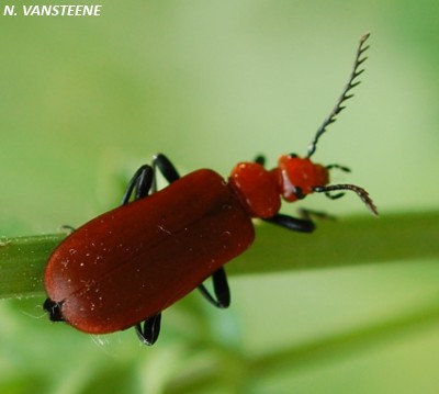 Pyrochroa serraticornis