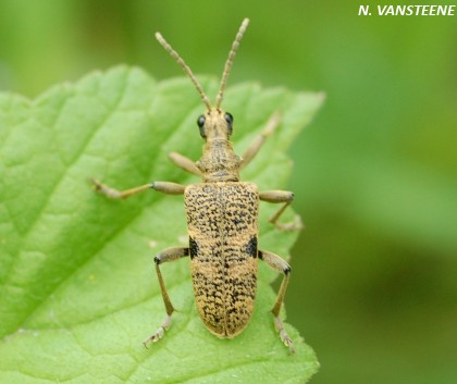 Rhagium mordax