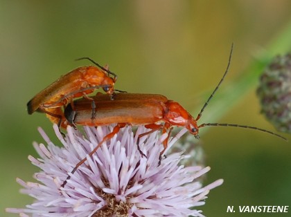 Rhagonycha fulva