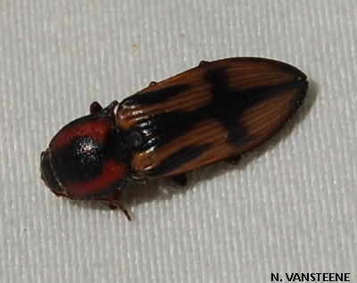 Selatosomus cruciatus