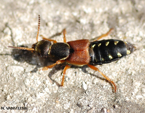 Staphylinus caesareus