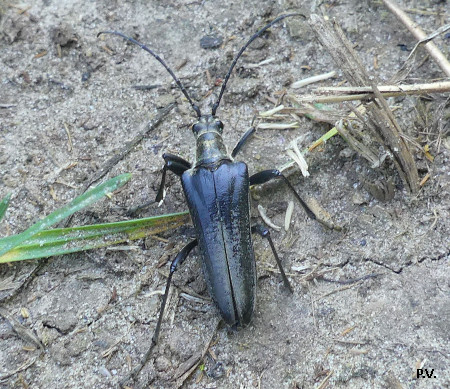 Stenocorus meridianus