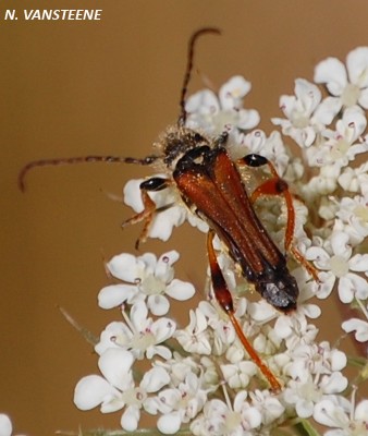 Syenopterus rufus