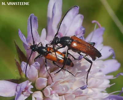 Stenurella bifasciata