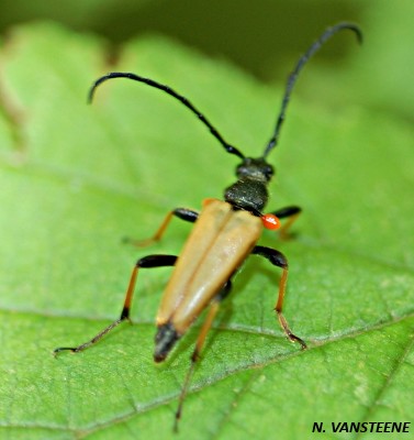 Stictoleptura rubra