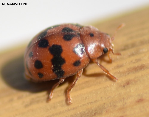 Subcoccinella vigintiquatuorpunctata