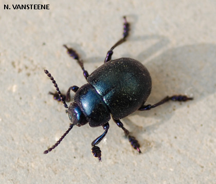 Timarcha goettingensis