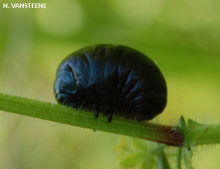 Timarcha tenebricosa