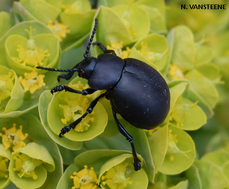 Timarcha tenebricosa