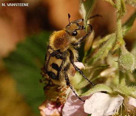 Trichius fasciatus