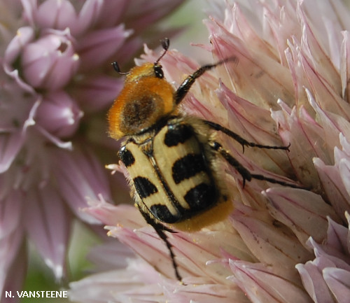 Trichius zonatus