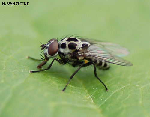 Anthomyia sp