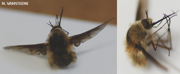 Bombylius cruciatus