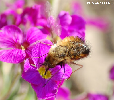 Bombylius discolor