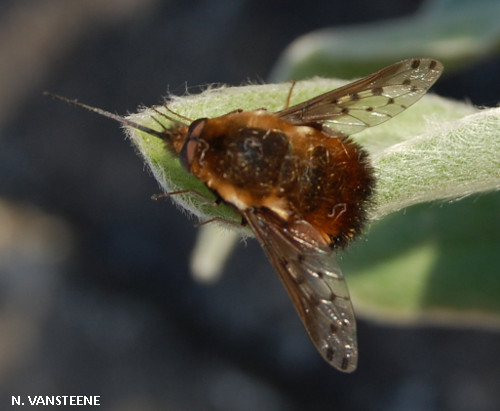 Bombylius discolor