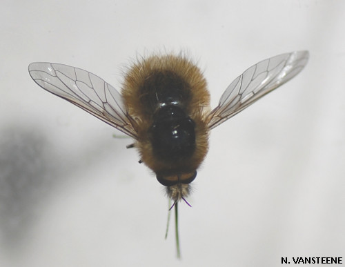 Bombylius venosus