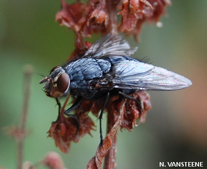 Calliphora vicina