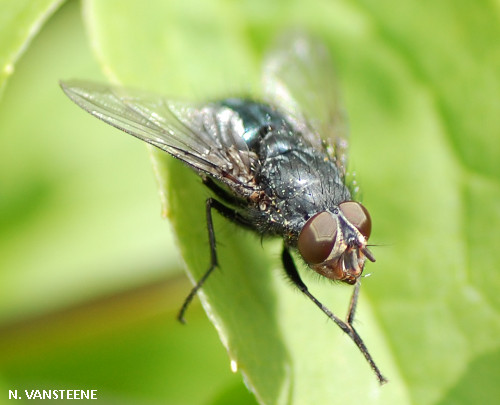 Calliphora vicina