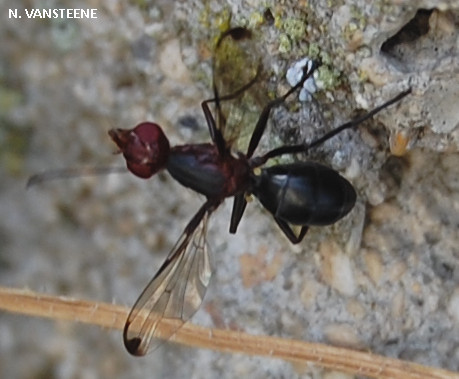 Cephalia rufipes