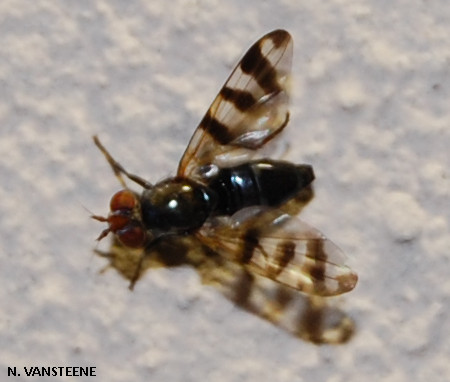 Ceroxys urticae