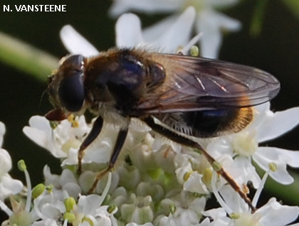 Cheilosia illustrata