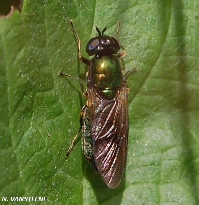 Chloromyia formosa