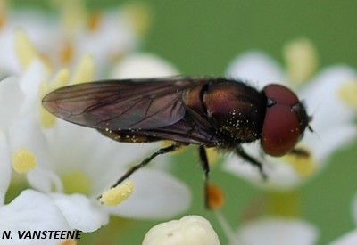 Chrysogaster solstitialis