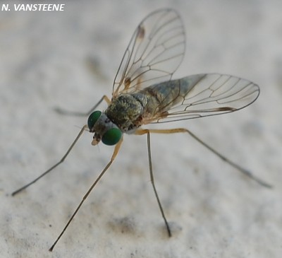 Chrysopilus asiliformis