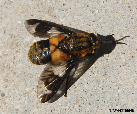 Chrysops caecutiens