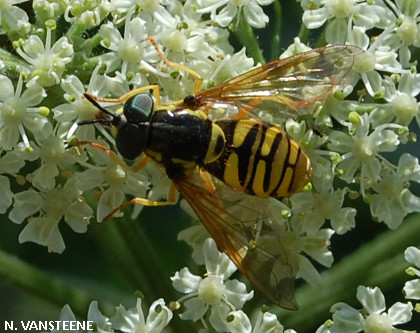 Chrysotoxum cautum