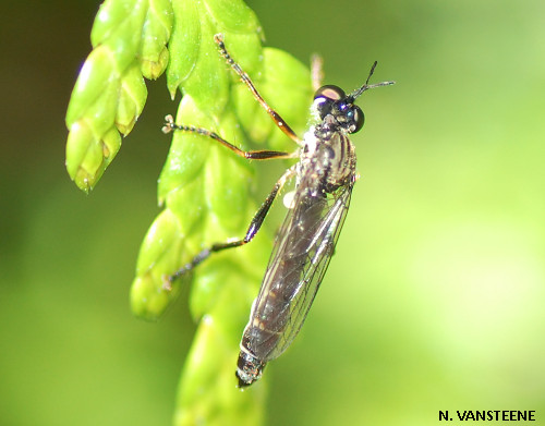 Dioctria hyalipennis