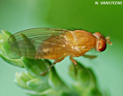 Drosophila