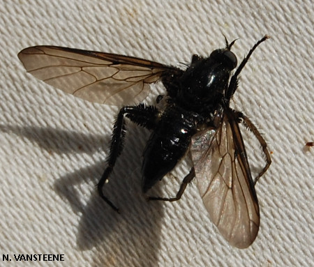 Empis pennipes