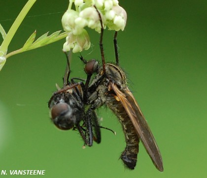 Empis tessellata