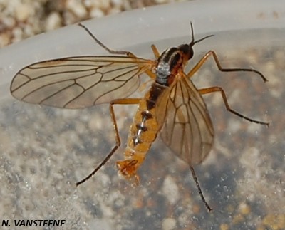 Empis trigramma