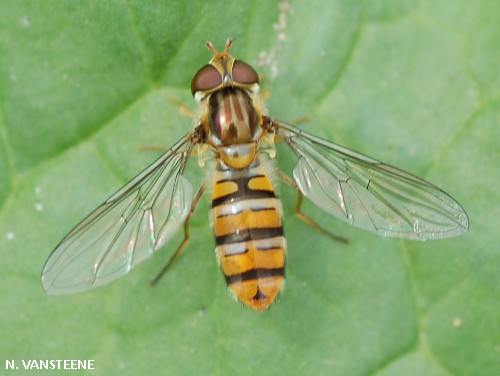 Episyrphus balteatus