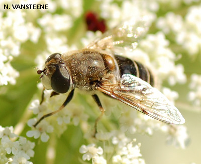 Eristalis arbustorum