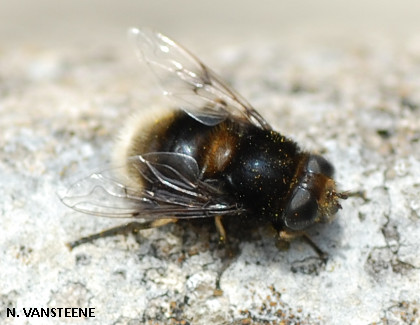 Eristalis intricaria