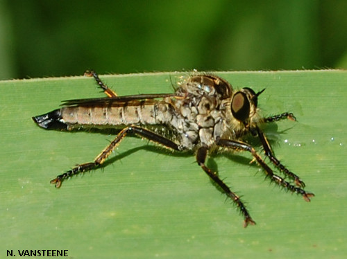 Eutolmus rufibarbis