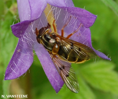 Ferdinandea cuprea